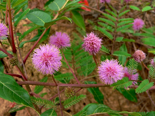 {Mimosa microphylla}